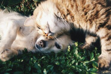 Bienfaits des contacts avec les animaux