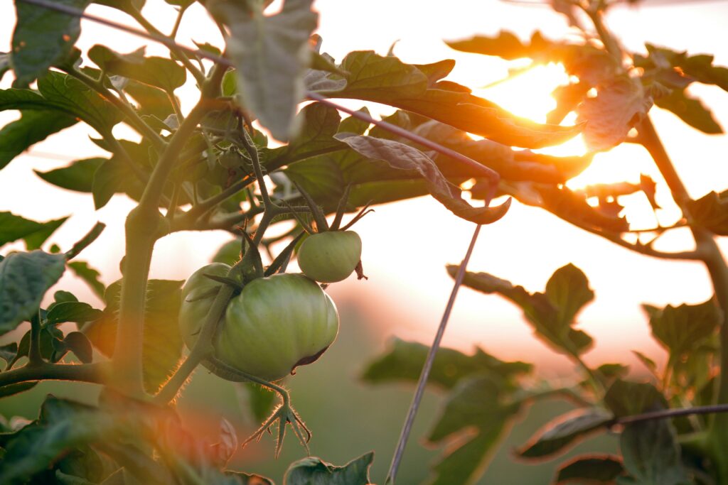 Jardin, fruits et légumes