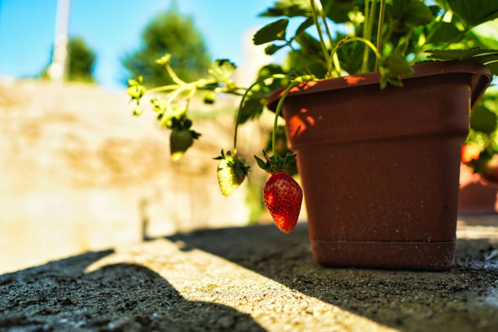 Jardin, fruits et légumes
