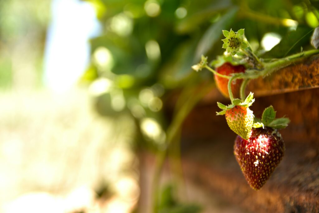 Jardin, fruits et légumes